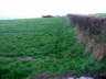 Pasture or a restored landfill?