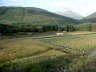 A landfill reed bed in Scotland