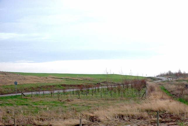 A restored landfill with new planting